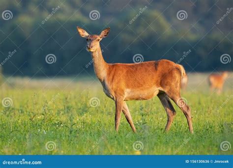 Hot Sexy Hind Deer Bikini Pics