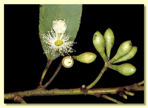 Eucalyptus Diversicolor