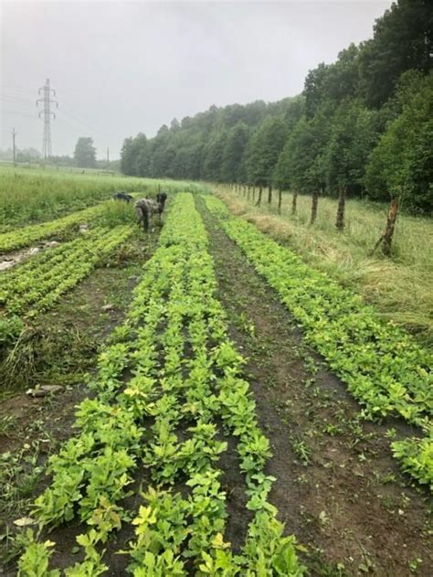 Kolka Sk Innost Lesn Ostrava