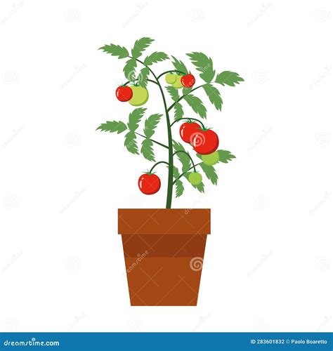 Tomato Plant In A Pot Isolated Food And Gardening Concept Stock