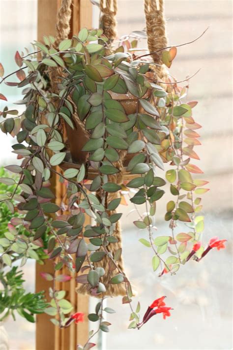 17 Best images about AESCHYNANTHUS lipstick plant on Pinterest | The ...