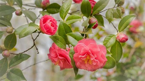 How And When To Fertilize Camellias Feed These Flowering Shrubs