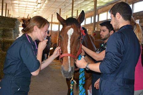 Courses | Cornell University College of Veterinary Medicine