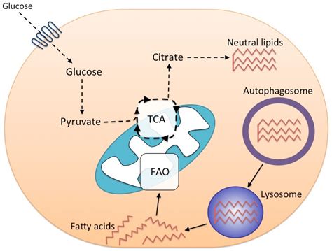 Autophagy And Fatty Acid Metabolism Are Important For Memory Cd T