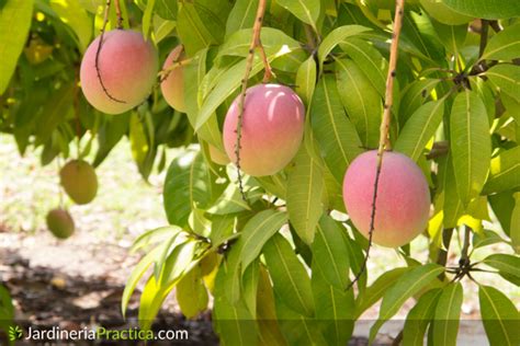 Rbol De Mango Caracter Sticas Cultivo Cosecha Y Abono Jardiner A