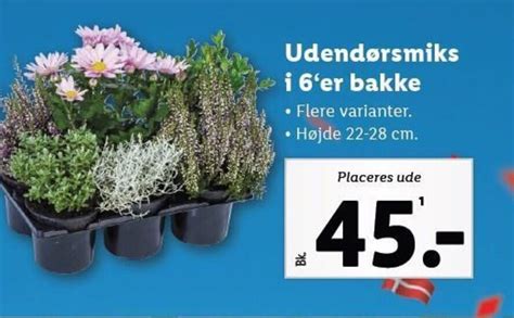 Udendørsmiks i 6 er bakke tilbud hos Lidl