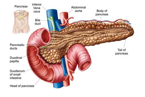 Glands The Endocrine System Chart