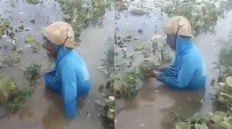 Viral Video Tangis Pilu Petani Melon Gagal Panen Akibat Banjir Bikin