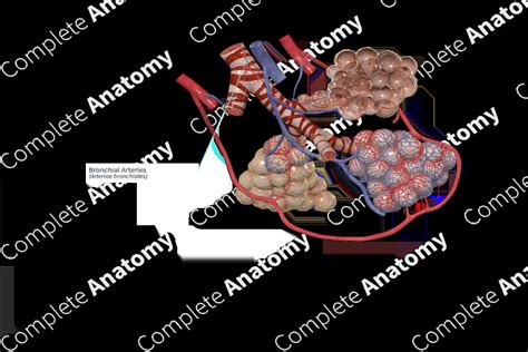 Bronchial Arteries | Complete Anatomy