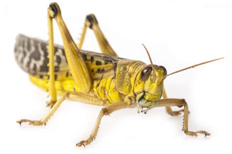 Are alternative sources of poultry protein efficient? - All About Feed