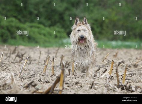 Dog Berger Picard Picardy Shepherd Adult Standing In A Field Stock