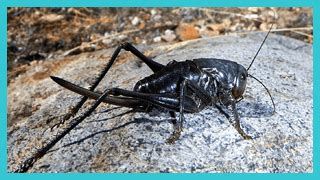 Mormon Cricket Description & Facts - Las Vegas Area Pest Control