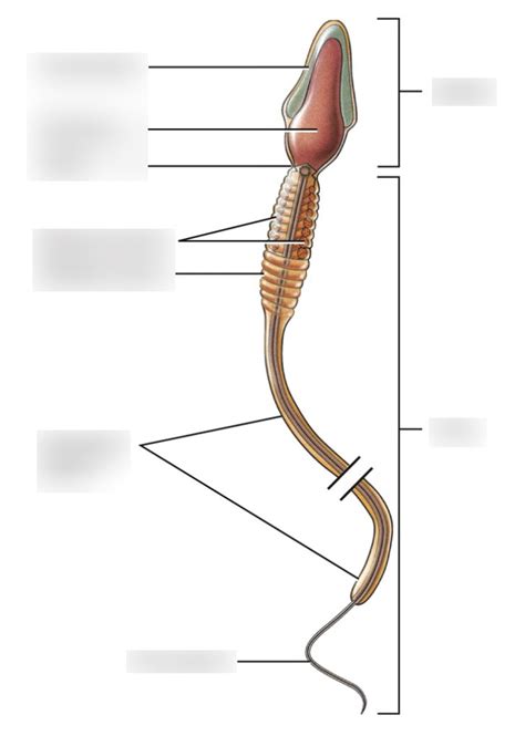 Parts Of A Sperm Cell Diagram Diagram Quizlet