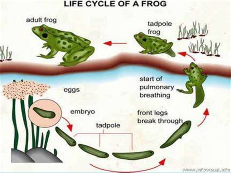 Components Of Ecosystem PPT