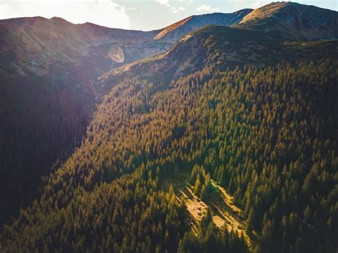 Premium Photo Aerial Top View Of Summer Green Trees In Forest In