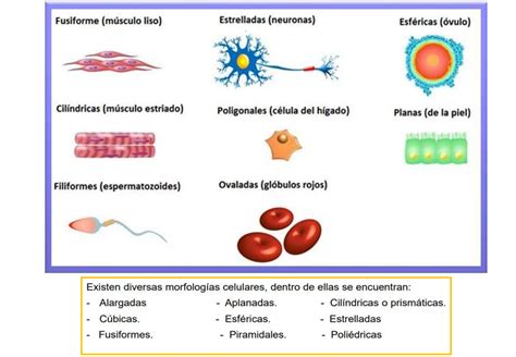 CLASE III LA CELULA Anatomia Y Fisiologia Pptx