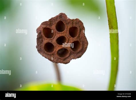 Hole of dried lotus seed for medical image test Trypophobia phobia ...