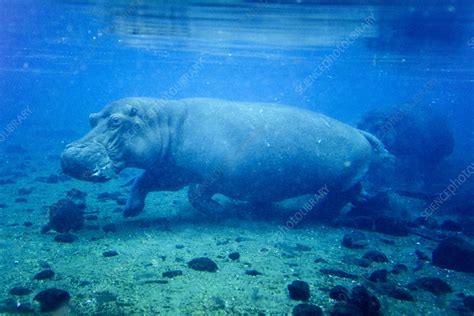 Hippos Underwater