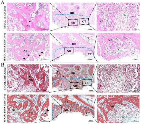 Histological Results Of Bone Regeneration At 6 Weeks A He Staining