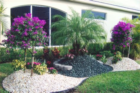 Robellini Palm Focal Point Growers Outlet Of Lake Worth