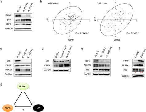 Autonomous Feedback Loop Of Runx1 P53 Cbfb In Acute Myeloid Leukemia