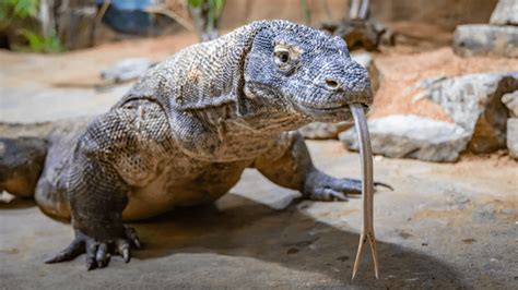 Nashville Zoo Opening New Komodo Dragon Habitat Largest In The Americas