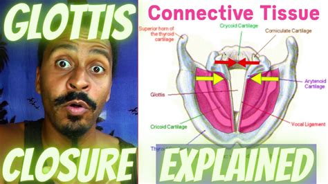 Glottis Closure – Exercise / Explained– Anatomical Vocal Training (37 ...