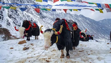 10 Famous Tourist Festivals in Sikkim 2023