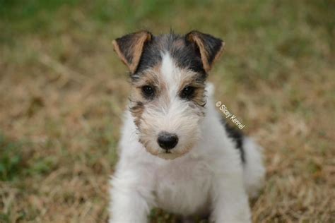 Photo Elevage Slicey Eleveur De Chiens Fox Terrier Poil Dur