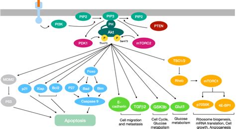 Overview Of The Pi3k Akt Mtor Signaling Pathway Once Phosphorylated