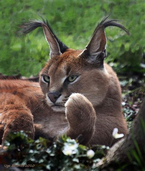 Caracalsalso Called The Desert Lynxlive In Africa