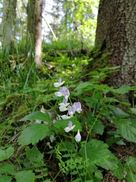 Wood Vetch From Oslo Norge On July At Am By Lasse