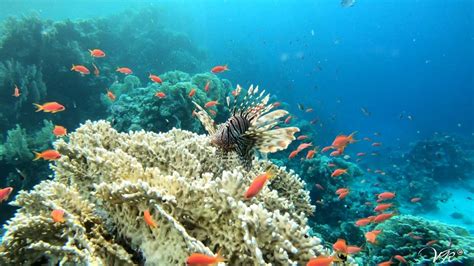 Marsa Alam Excursión en barco para hacer snorkel con tortugas marinas