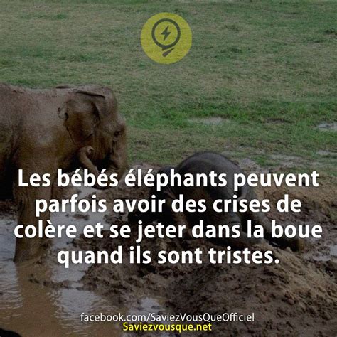 Les B B S L Phants Peuvent Parfois Avoir Des Crises De Col Re Et Se