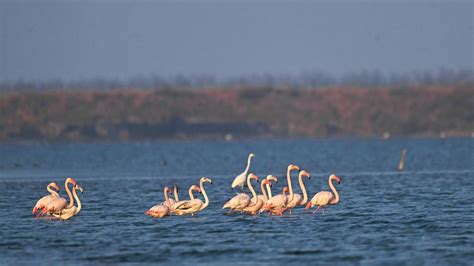 Tokom zime flamingosi doleću u močvare u gradu na jugu Kine