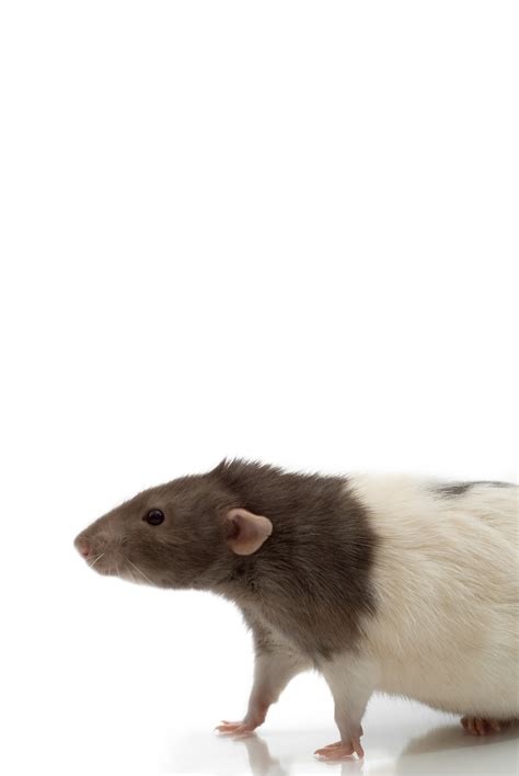 The Difference Between Pet Rats & Wild Rats | Sciencing