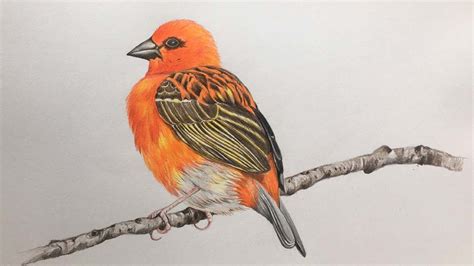 Bird Colored Pencil Drawing