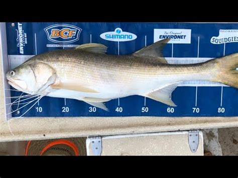 Threadfin Salmon On Live Bait Youtube