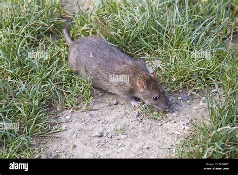 Brown Norway Rat Stock Photo Alamy