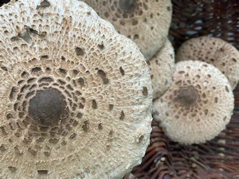 Ail des ours Où et quand le trouver Chasseurs de champignons