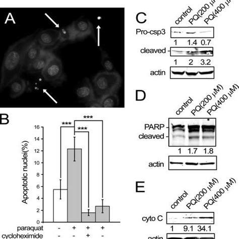 Pq Induces Apoptosis In Sk N Sh Neuroblastoma Cells A Photomicrograph