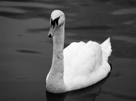 Cisne En Blanco Y Negro Naturaleza Foto Gratis En Pixabay Pixabay