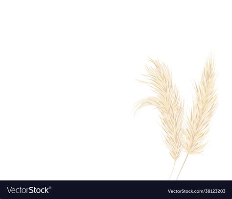 Pampas Grass On A White Background In Hand Vector Image