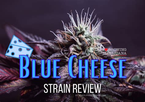 Blue Cheese Strain Review & Growing Info - GetBudsLegalize.com