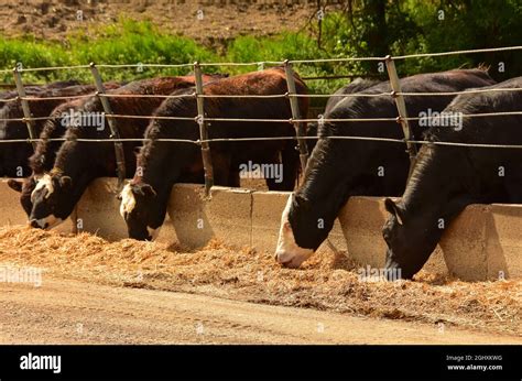Beef Cattle Eating In Feedlot On Cattle Ranch In North Dakota Stock