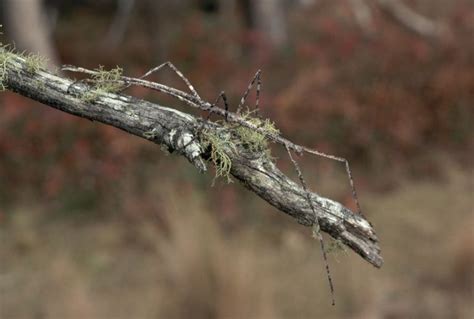 11 Amazing Examples of Insect Camouflage