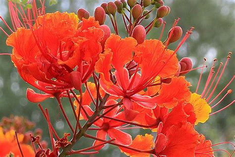 Caesalpinia Pulcherrima Red Bird Of Paradise