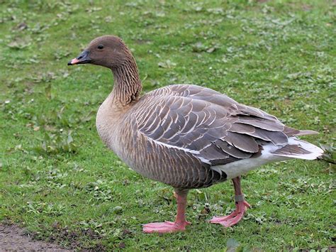 Identify Pink Footed Goose Wwt Slimbridge