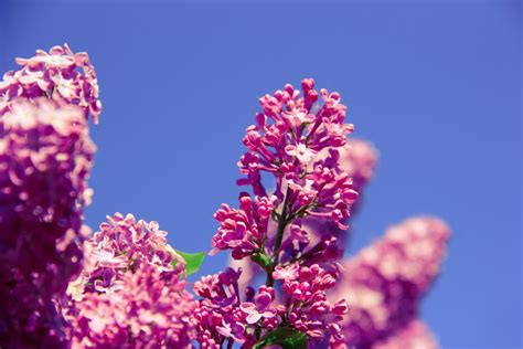 Images Gratuites arbre la nature branche fleur ciel pétale