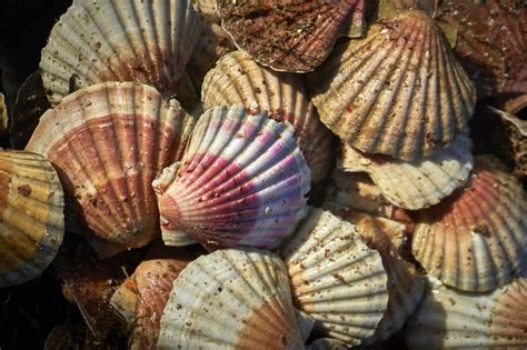 Coquille Saint Jacques Et P Toncle Quelles Diff Rences Coquille